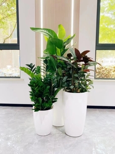 宁波杭州湾花卉出租方案